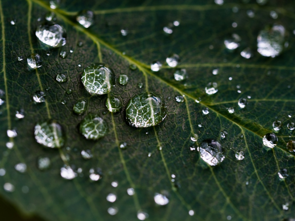 Close up of a leaf