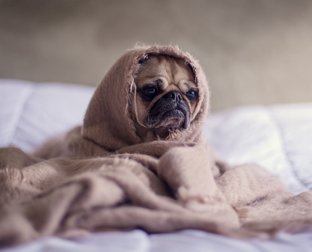 Dog Wrapped Up in a Blanket