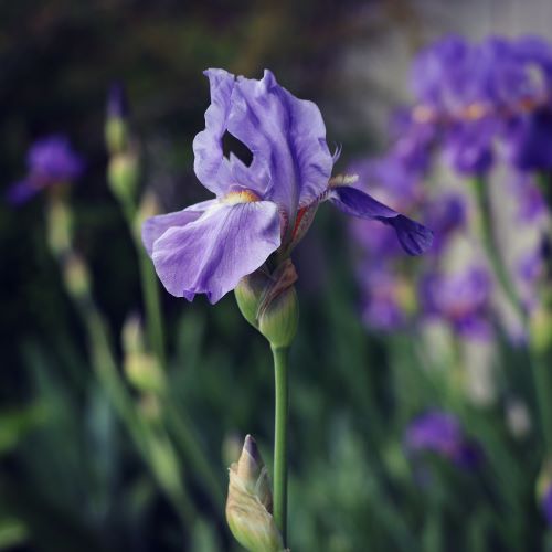 Iris flower