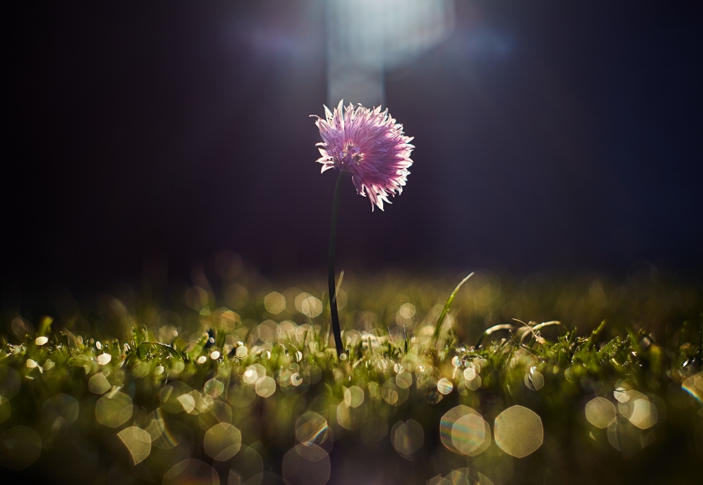 Pink single flower with sunlight on it