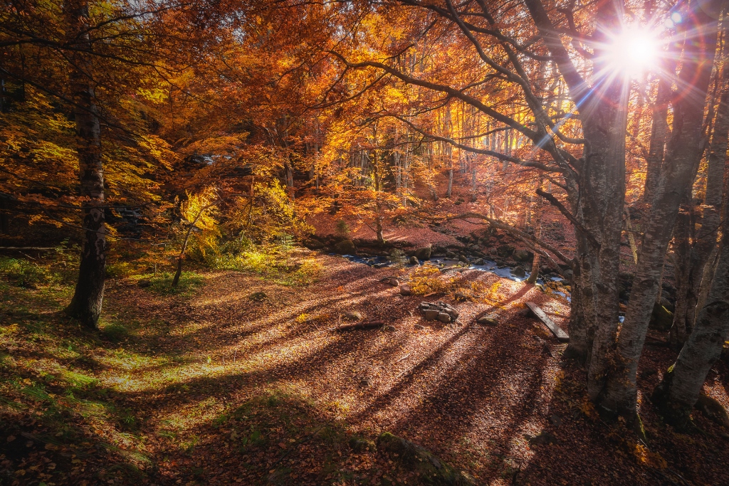 fall leaves and a tree with sunlight